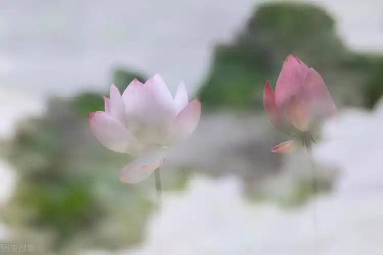 禅意静心唯美意境,古风仙仙荷韵写意之美