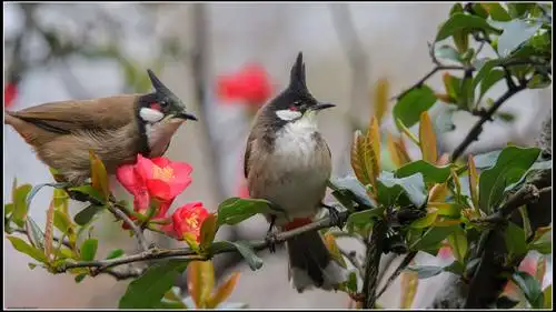 2021年2月21日图说中国成都网友作品选