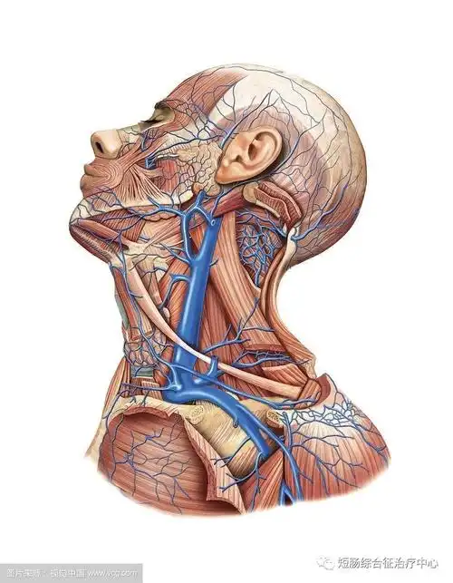 血管通路装置_静脉