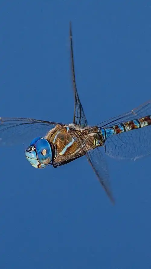 iphone 壁纸 蜻蜓,飞行,翅膀,蓝色背景
