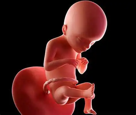 怀孕八个月胎儿图片大全