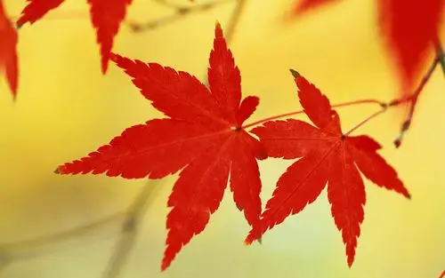 秋季红叶唯美风景图片桌面壁纸