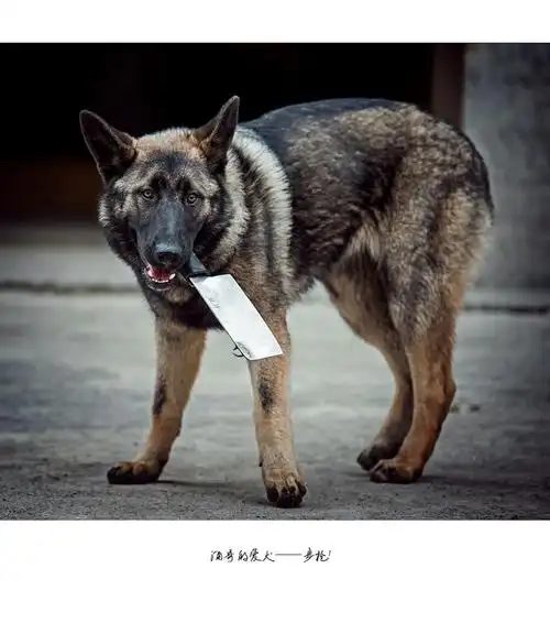 酒哥与步枪的故事