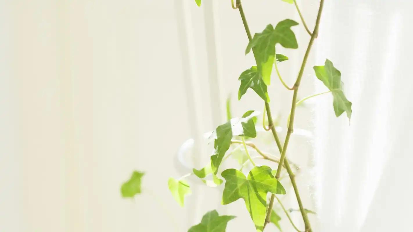 小清新室内盆栽图片高清宽屏桌面壁纸_植物壁纸_壁纸下载_美桌网