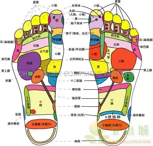 按"速度"键,可调节转速,有蜂鸣提示  针对脚尖,脚心,脚底部位的按摩