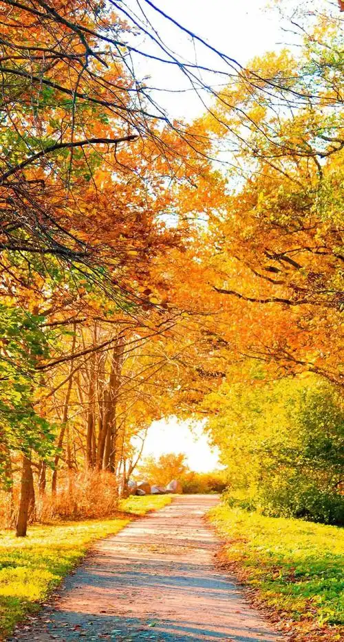 秋天的树叶 - 堆糖,美图壁纸兴趣社区