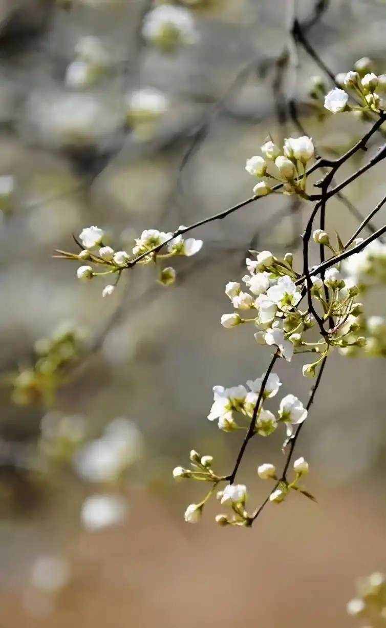 央视报道山东这6处梨花胜地已火爆起来了简直美成了天堂