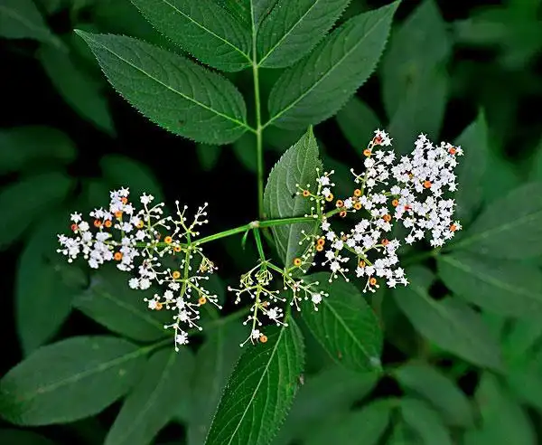 别名为大臭草,陆英,蒴藋,排风藤,八棱麻,秧心草,小接骨丹等等.