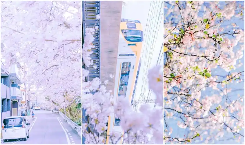 【壁纸】小清新唯美樱花高清手机壁纸