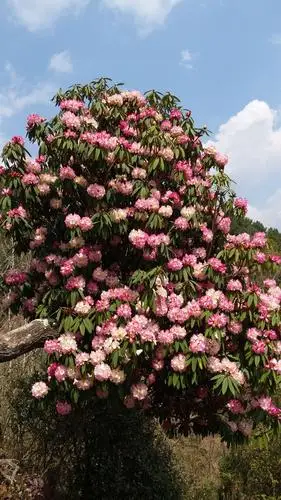 滇中滇西杜鹃花 3>云南杜鹃花王国