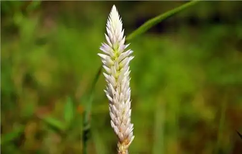 农村田间有一种草有祛风热,清肝火,治疗治疗视物不清等作用草药