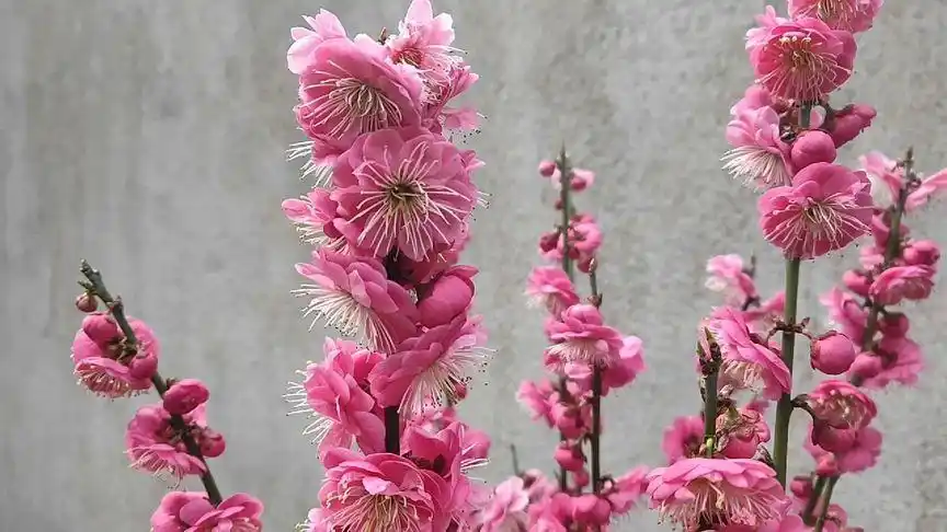 原生骨里红红梅,花香似溢,花朵爆满,美不胜收