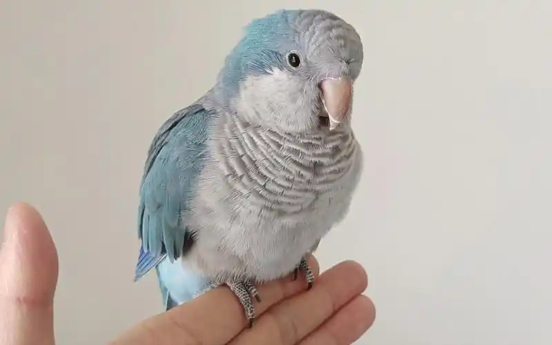 价值千元一只的和尚鹦鹉,比小狗还黏人,丢都丢不掉