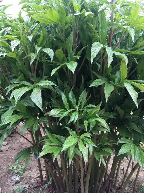 娘的那扇窗总是敞开的向着春天,夜晚有月亮和梦在私语