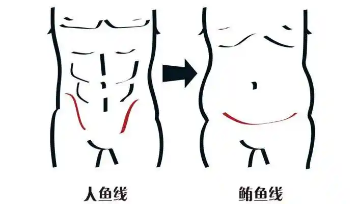 人鱼线是什么东西(人鱼线到底是什么)_大全-幸福起航