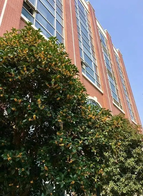 树有语花有言通大附中校树校花评选启事