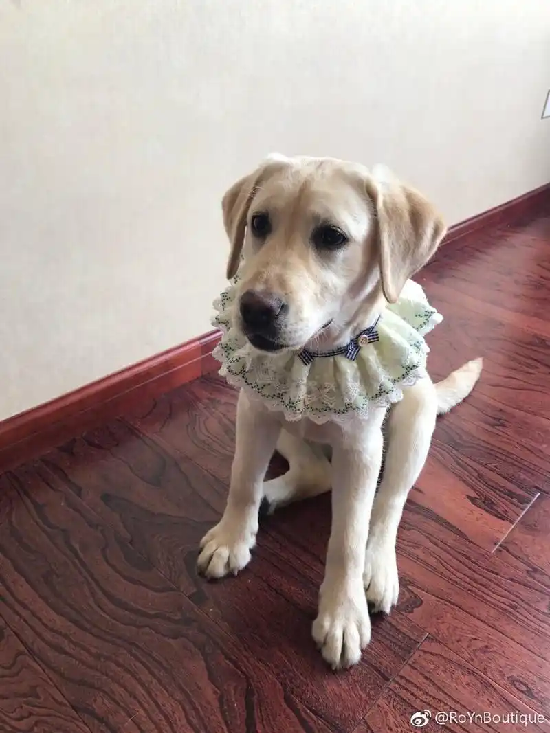 婆婆骗两次包子跑丢了都是骗子缘起2017年3月11日和老公发狗狗可爱