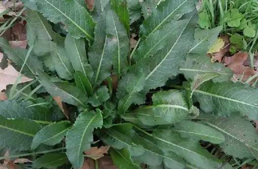 牛舌草,中药名.为蓼科植物齿果酸模rumex dentatus l.的叶.