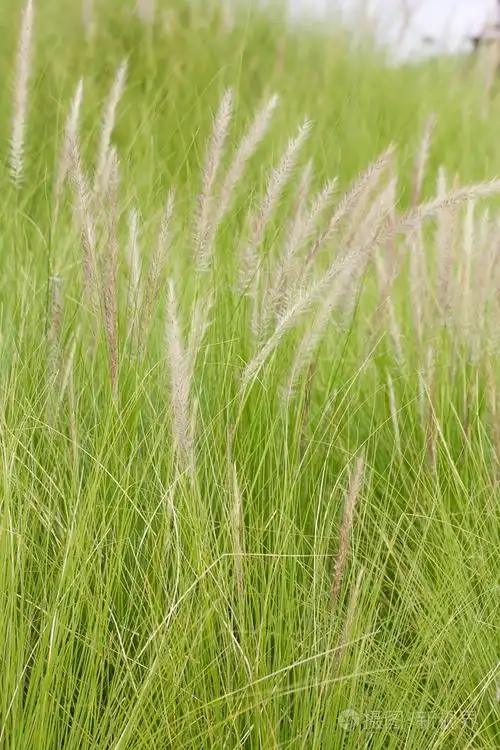 白茅根中自然存在的羽毛草
