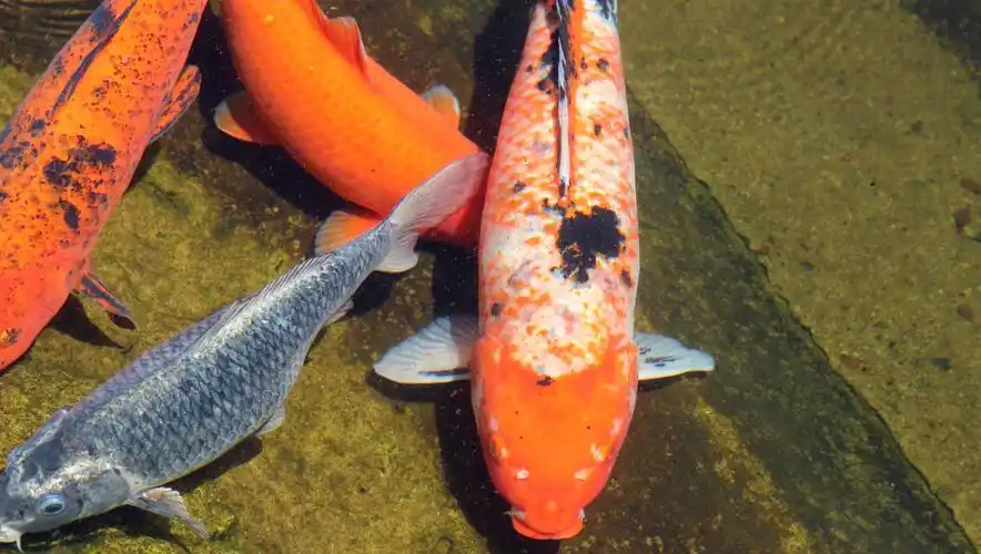 观赏鱼锦鲤图片,高清图片,电脑桌面-壁纸族