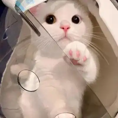 很俏皮简单可爱的猫咪可爱头像 萌宠温柔的男女通用的猫咪头像_动物