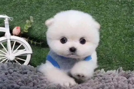 茶杯狗多少钱一只