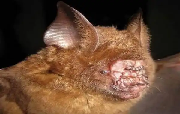十大最恐怖蝙蝠图片 世界上最可怕的蝙蝠