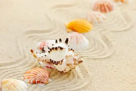 沙滩上贝壳图片