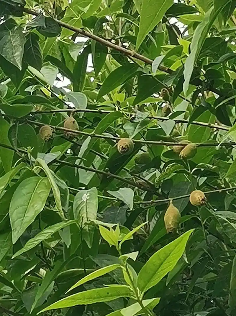 罕见的果实,从没见过.我家腊梅树上结果了 - 抖音