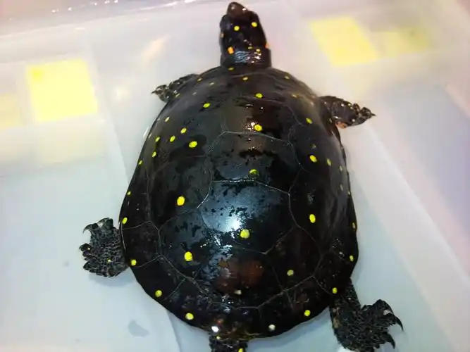 属中小型龟类,体长为10-13厘米,成年个体重约0.5千克.