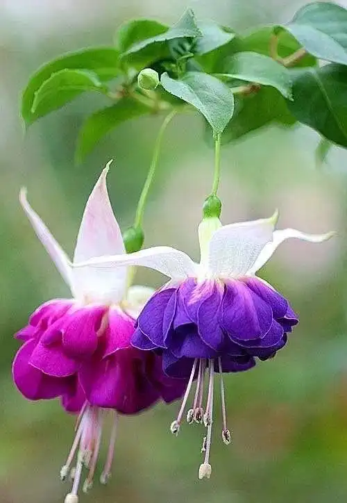 唯美风景图片:世界上最美倒挂金钟花!