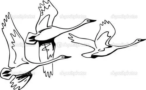 仙鹤天鹅简笔画