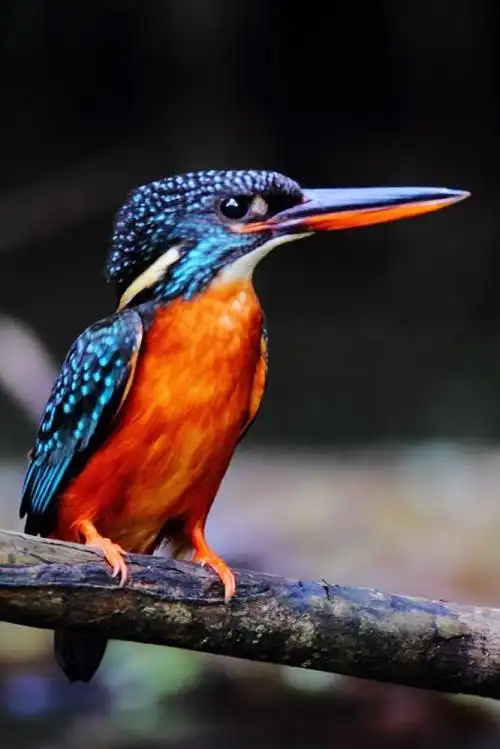 翠鸟科·翠鸟属:斑头大翠鸟(雌)