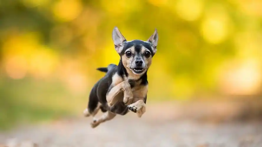 动物,吉娃娃,宠物,奔跑的吉娃娃壁纸