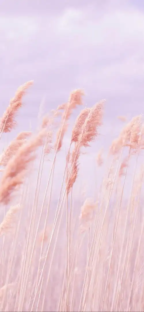 美丽的粉色芦苇荡,锁屏图片,高清手机壁纸,风景-回车桌面