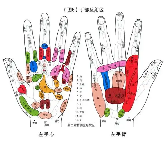 手部反射区.jpg