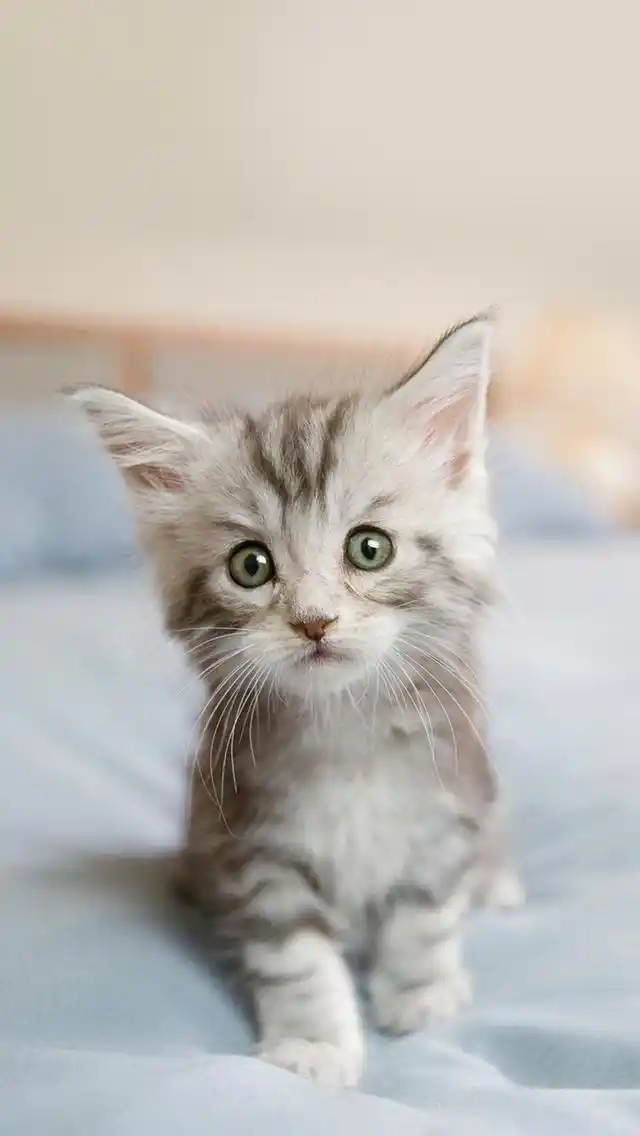 可爱超清的大图合集猫咪手机壁纸下载