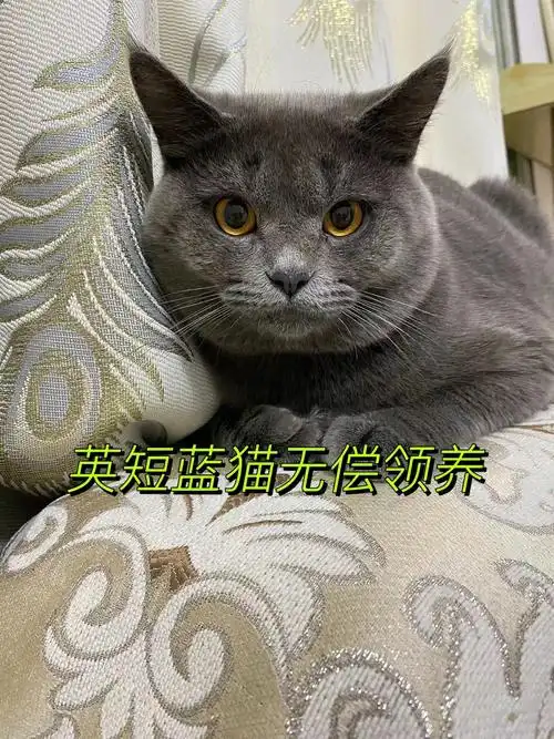 武汉英短蓝猫无偿领养