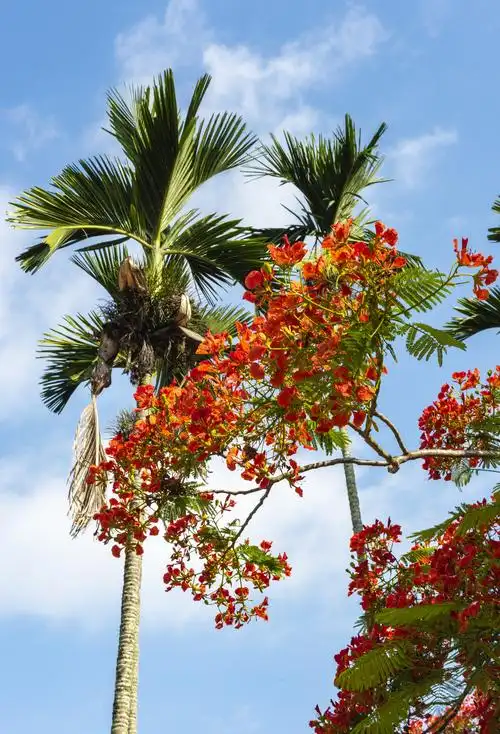 凤凰树花开又一年