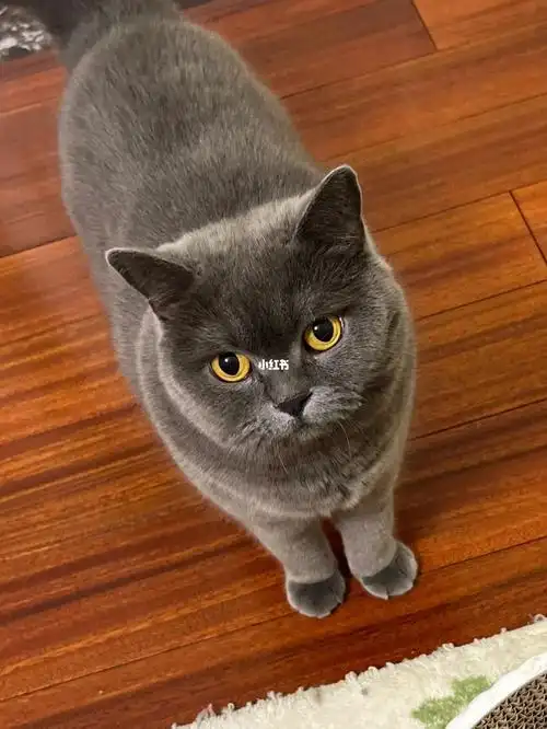 家猫近照小猫咪亭亭玉立