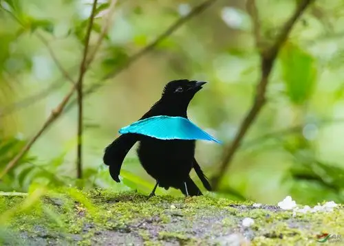 天堂鸟华美极乐鸟致谢贺图获首页鸟类精华