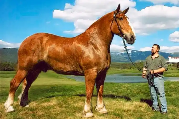 世界上体型最大的七匹马第一名竟然重14吨