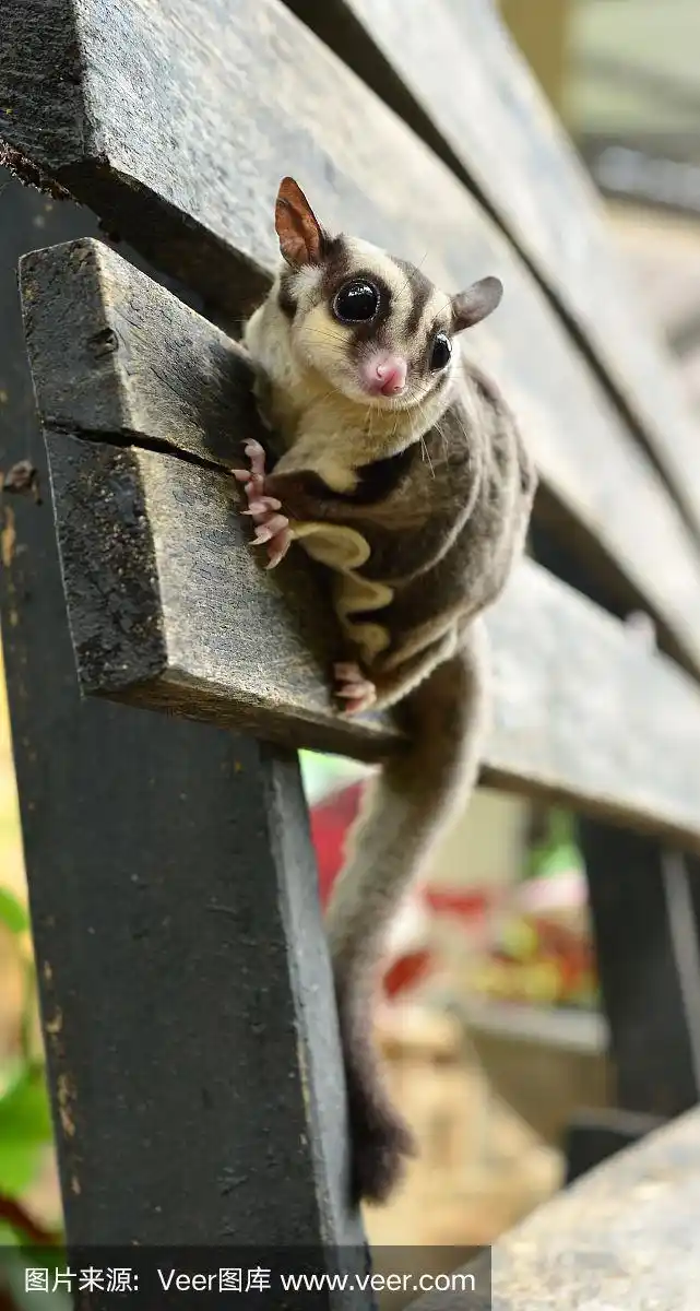 蜜袋鼯,自然,垂直画幅,野生动物,可爱的