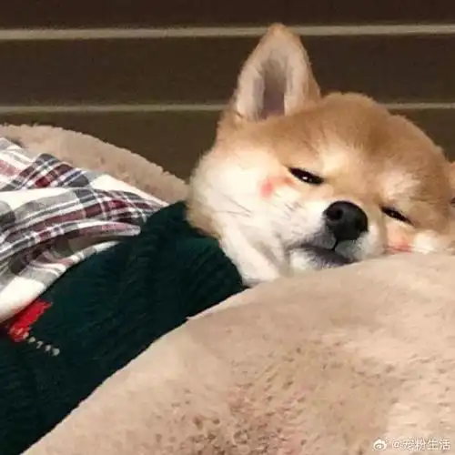 汪星人#圣诞限定|来看柴犬头像!