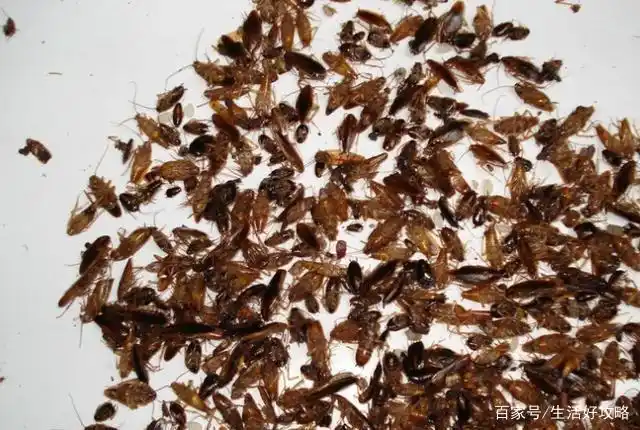 蟑螂最馋的一种果皮,却是它最大的天敌,10分钟轻松消灭蟑螂