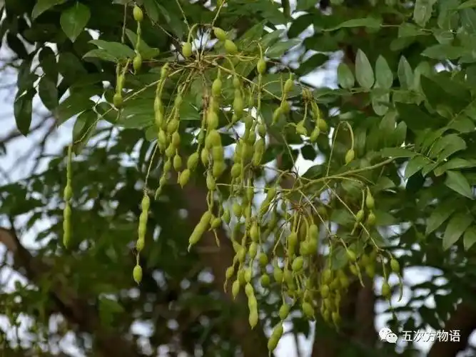 你心目中的国槐,家槐,其实叫做日本槐_大槐树村