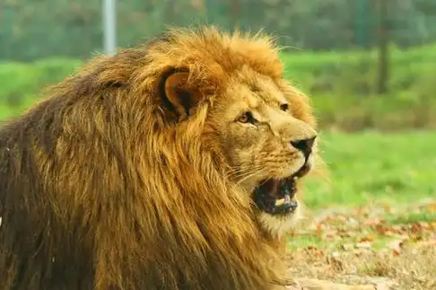 雄狮:你们只看到我威风凛凛,却不知道我每天热得像"火球"_鬃毛_狮子_