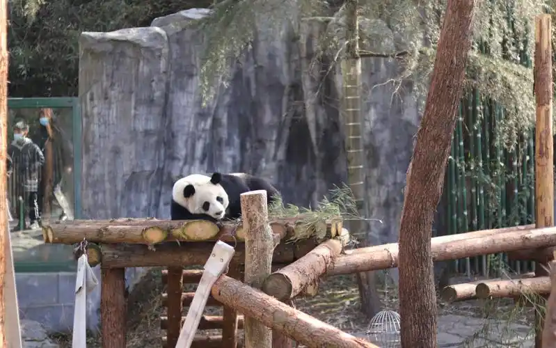 熊猫午睡醒来第一件事竟是!|南京红山动物园