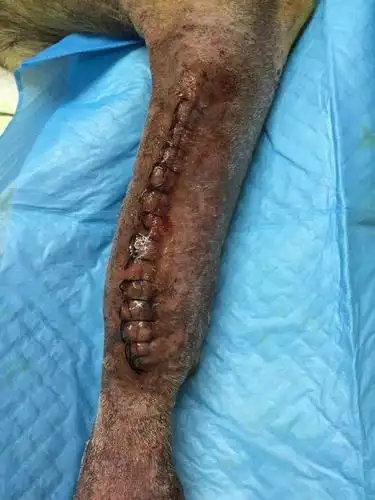 周志鹏花费万元拯救断腿流浪狗,年底欲战世界第一