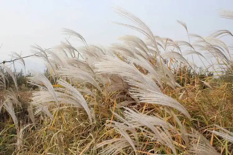 白茅根的功效与作用中药与植物之白茅根